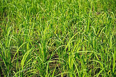 2021 PS Share日本国内十大游戏 《Apex英雄》登顶